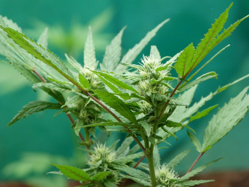 cannabis-seedlings-growth-stage-kush