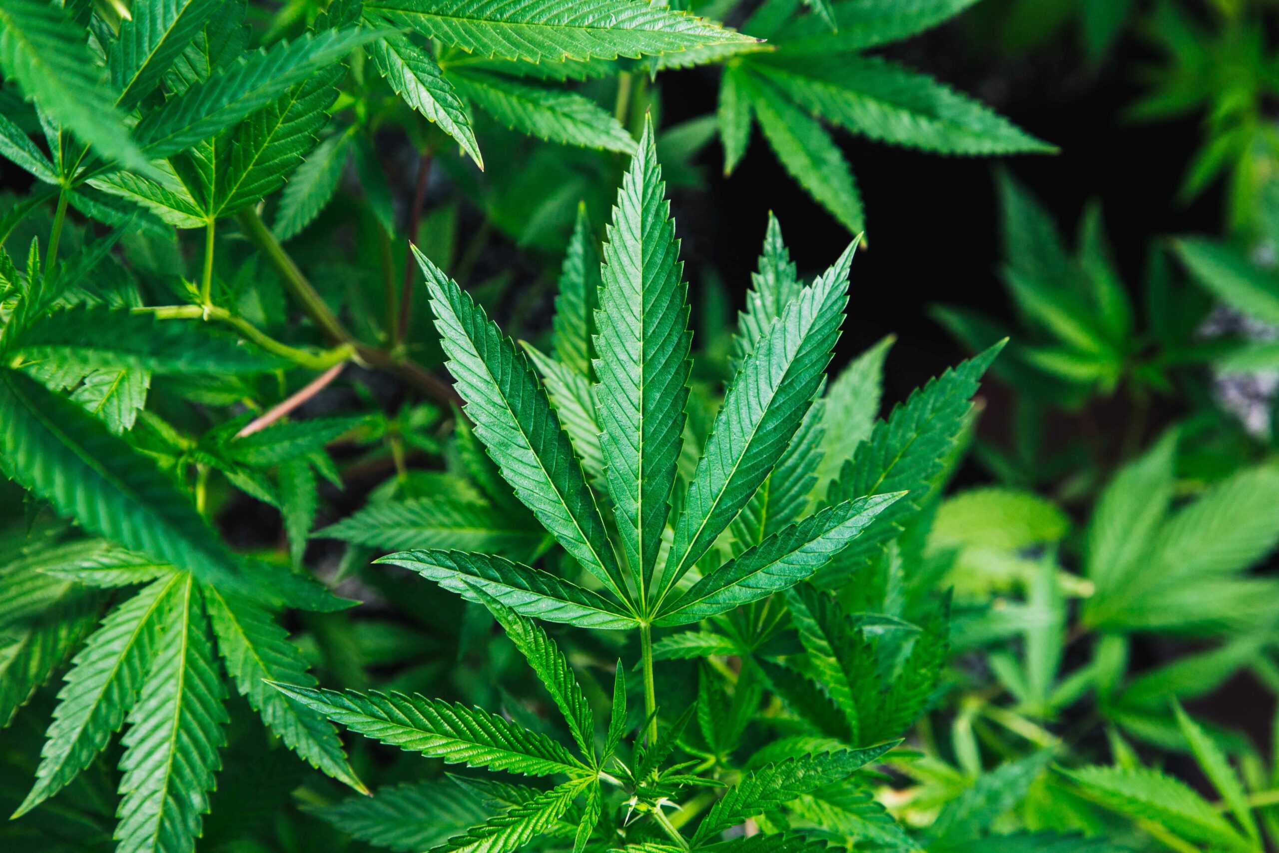 Should-You-Kief-Your-Cannabis-Harvest-Kush-Marketplace