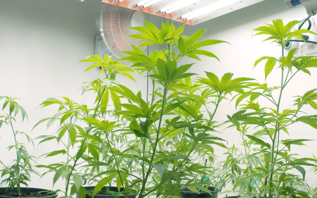 how to improve air circulation in your indoor cannabis grow room