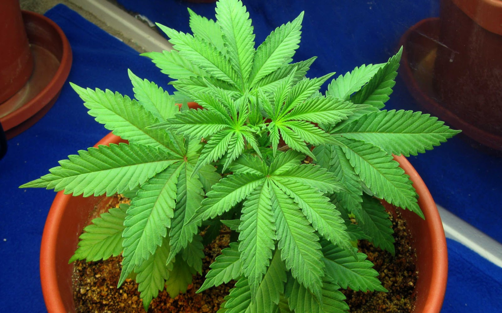 The Stages of Cannabis Plant Growth