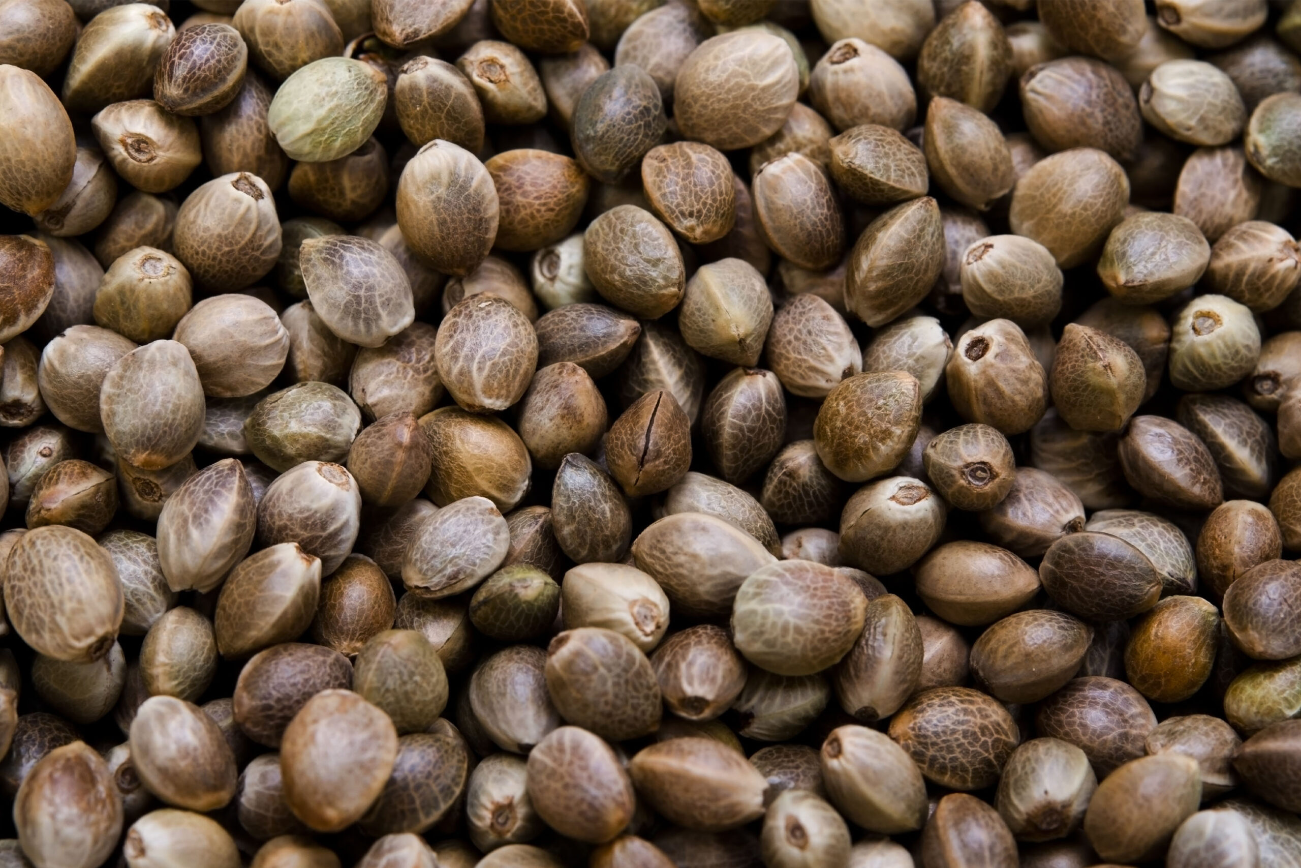 Not All Hemp Seeds Are Equal