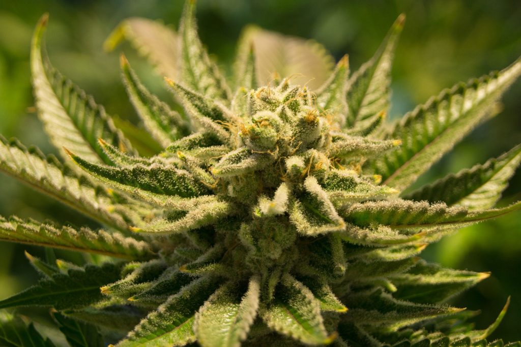 get-higher-cannabis-yield-plants