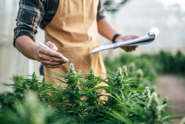 Unveiling the Latest Trends in the Hemp Industry