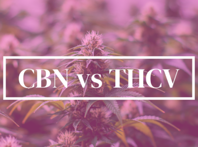 CBN vs THCV: Unveiling the Distinctions| Kush.com