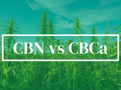 CBN vs CBCa: Unveiling the Distinctions| Kush.com