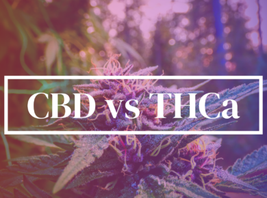 CBD vs THCa: Unveiling the Dissimilarities| Kush.com