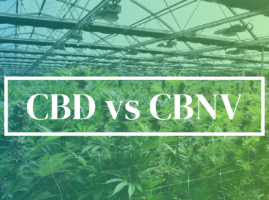 CBD vs CBNV: Exploring the Distinctive Cannabinoids| Kush.com