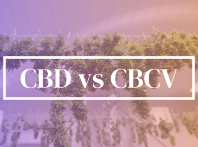CBD vs CBCV: Exploring the Variance| Kush.com