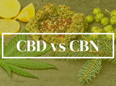CBD vs CBN: Unraveling The Distinction| Kush.com
