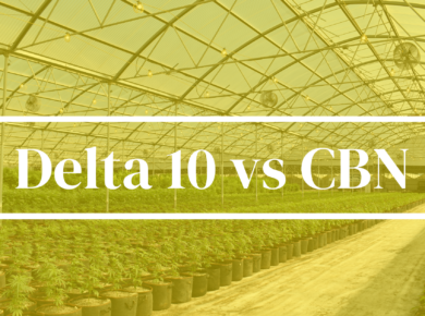 Delta 10-THC vs CBN: Unveiling the Differences| Kush.com