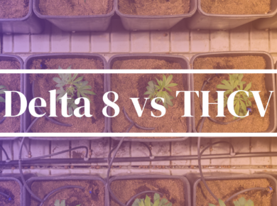 Delta 8-THC vs THCV: Unraveling the Mysteries| Kush.com
