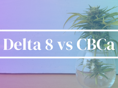 Delta 8-THC vs CBCa: Unraveling the Distinctions| Kush.com