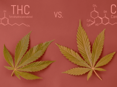 What are the Differences Between Delta 8 THC and CBD?| Kush.com