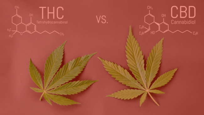 What are the Differences Between Delta 8 THC and CBD?