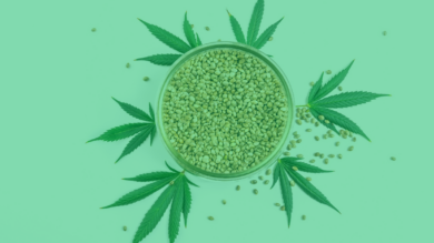 Do I need a License to Sell Hemp Seeds in Tennessee?| Kush.com